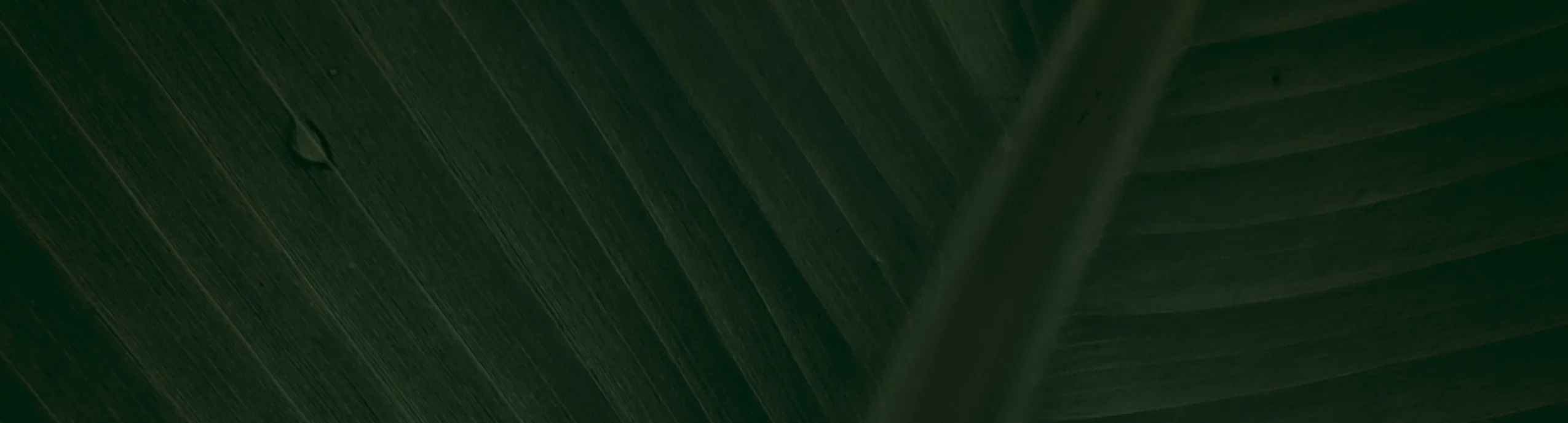 Himalayan Black Soyabean